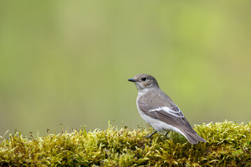 Bird Pied Flycatcher Ficedula hypoleuca female, on forest puddle, spring time Poland Europe