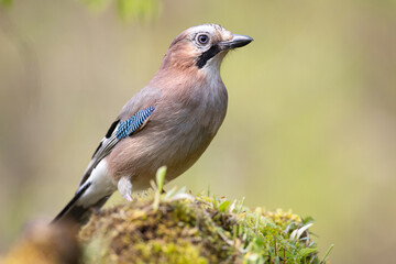 Bird Eurasian Jay Garrulus glandarius sitting on the forest pound Poland, Europe