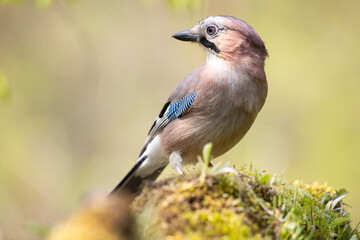 Bird Eurasian Jay Garrulus glandarius sitting on the forest pound Poland, Europe