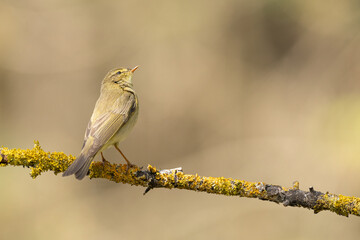 Small bird - Chiffchaff Phylloscopus collybita perched on tree, spring time