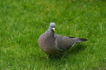 wood pigeon looking for food,ringeltaube auf futtersuche