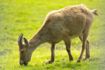 Mountain goat in the meadow