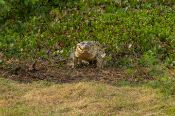 Orinoco Crocodile, crocodylus intermedius, Adult emerging from Water, Los Lianos in Venezuela