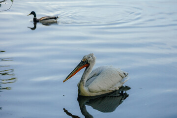 pelican swims on the lake