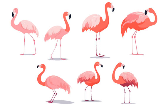 set vector collection illustration of tropical pink flamingo isolated on white background © terra.incognita