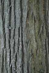 Photo of tree bark rough surface structure