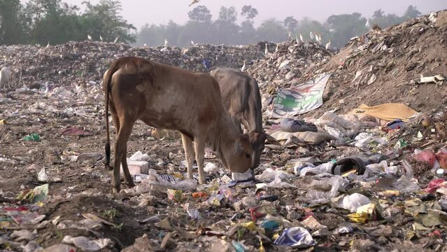 out-of-town garbage. Cow eating trash from a plastic bag in India.