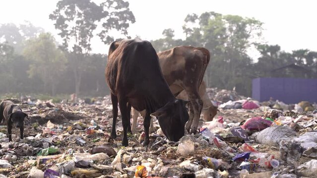 out-of-town garbage. Cow eating trash from a plastic bag in India.