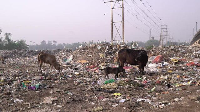 out-of-town garbage. Cow eating trash from a plastic bag in India.