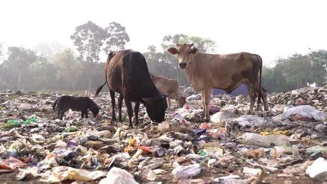 out-of-town garbage. Cow eating trash from a plastic bag in India.