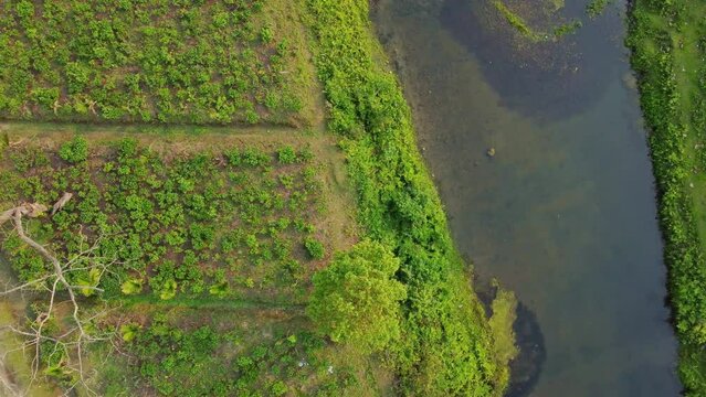 Ariel or drone view shot of tea garden in Assam