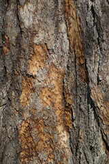Photo of tree bark different surface structure