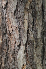 Photo of tree bark Coarse surface structure
