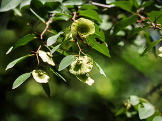 Close-up of leaves and flowers of Paliurus spina-christi or crown of thorns. Green background....