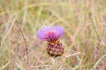 Wild Thistle Flower in the Middle of the Field