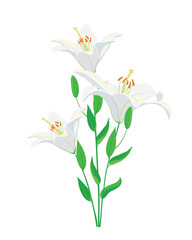 White lilies isolated on a white background, vector illustration of flowers, can be used for invitations and greeting cards.