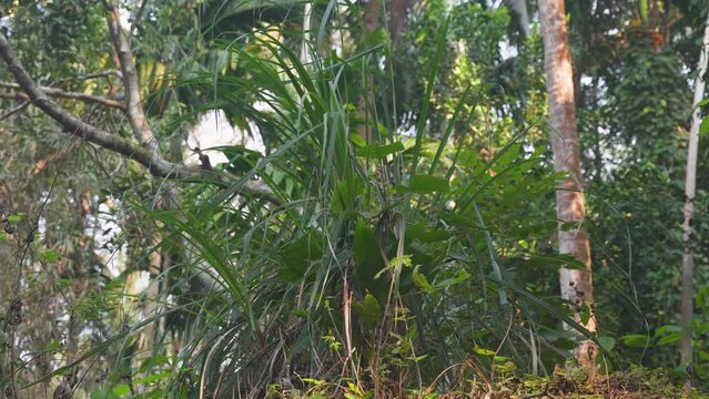 Background image of tropical plant growth in the jungle