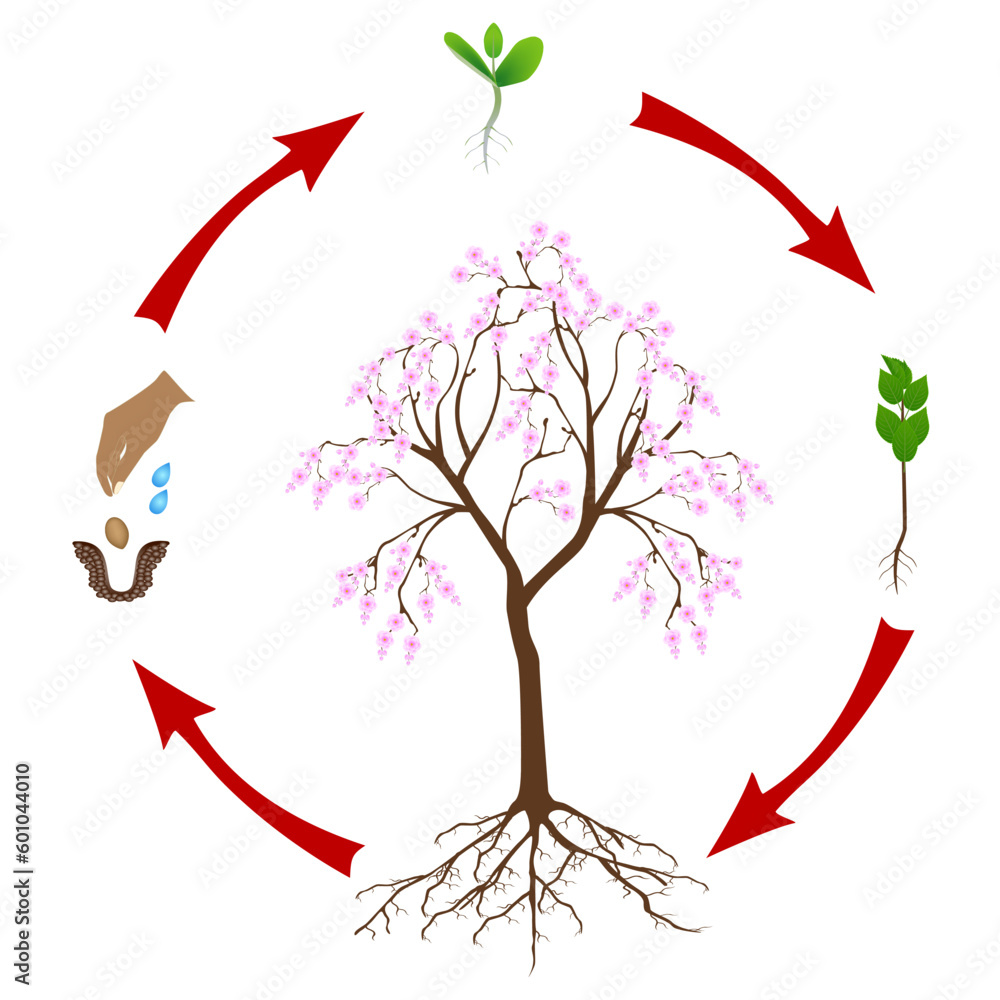 Canvas Prints life cycle of sakura tree on a white background.