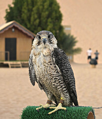 Falcon portrait in the Abu Dhabi desert