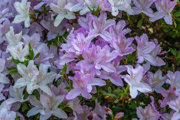 ツツジ咲く五稜郭公園