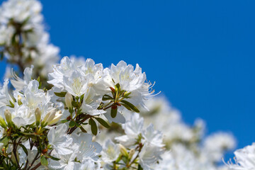 ツツジ咲く五稜郭公園