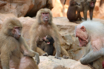 Hamadryas baboons in a zoo in singapore 