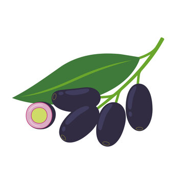 Jambolan plum and half isolated on white background. Syzygium cumini, jamun, jaman, jambul, malabar or Java plum icon. Vector illustration of tropical exotic fruits in flat style.