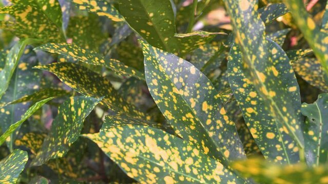 Gold dust aucuba plant green and yellow leaves
