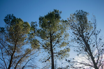 Fototapeta premium trees in the sky