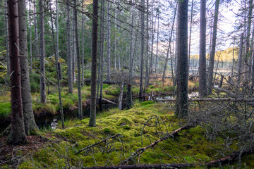 Autumn view of a lake and forest in Ludvika, Dalarna, Sweden.