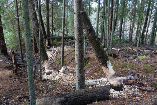 Trees eaten by a beaver in Ludvika, Dalarna, Sweden.