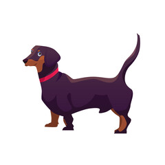 Dachshund Dog Breed. Vector Illustration in Cartoon Style. Cute Dog Character.