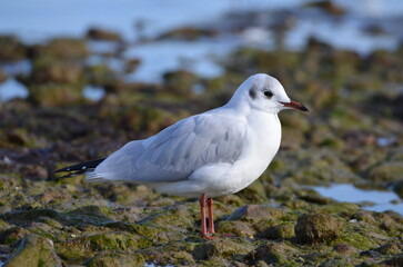 Möwe an der Ostsee