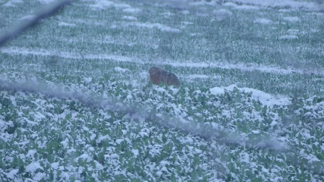 European hare,  Lepus europaeus, Brown hare in the spring fields with green rape leaves is eating and jumps during the April spring snowstorm.