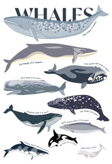 Ocean poster with different Whale 