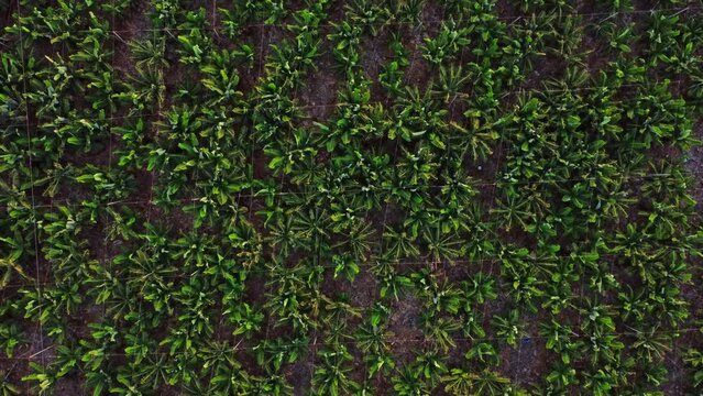 Thriving harvest of bananas plantations at Tenerife Spain aerial 