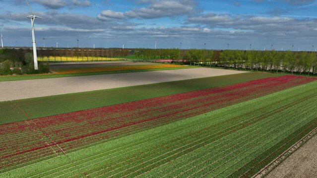 Tulips growing in agricultural fields in the Noordoostpolder in Flevoland The Netherlands, during springtime seen from above. The Noordoostpolder is a polder in the former Zuiderzee designed initially