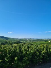 Vineyard in Italy