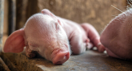 A week-old piglet cute newborn sleeping on the pig farm with other piglets, Close-up © NARONG