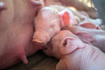A week-old piglet cute newborn sleeping on the pig farm with other piglets, Close-up © NARONG