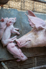 Top view of A week-old piglet cute newborn sleeping on the pig farm with mama pig © NARONG