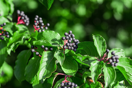 Cornus sanguinea is a perennial plant of the turf family. Ornamental shrub with black inedible berries. Image with space for text