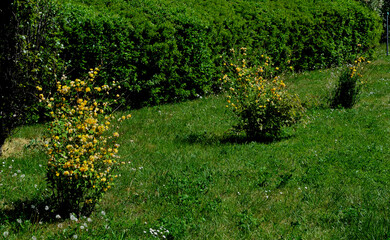 a deciduous, yellow-flowering shrub in the rose to China, Japan and Korea.  In the wild, it grows in thickets on mountain slopes.planted in gardens. A double-flowered