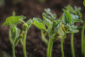 Small fresh green white beans seedlings just sprouted from seeds planted in fertile potting soil, close up