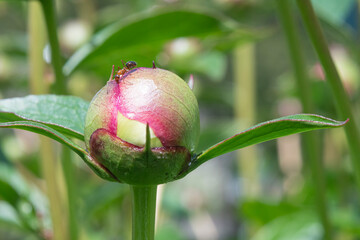 field ant eating nectar on a peonie ready to bloom © Michael O'Neill