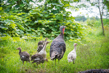 On a bright sunny day in the village in the summer, a family of turkeys walks in the garden. © Олеся Тамилович