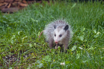 An Opossum in Green Grass