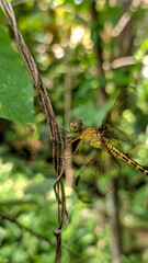 Aeshna isoceles or green-eyed hawker is a small hawker dragonfly found in Europe, mostly around the...