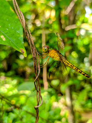 Aeshna isoceles or green-eyed hawker is a small hawker dragonfly found in Europe, mostly around the...