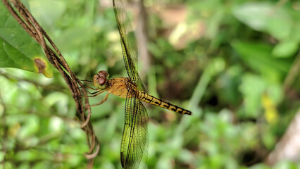 Aeshna isoceles or green-eyed hawker is a small hawker dragonfly found in Europe, mostly around the Mediterranean.